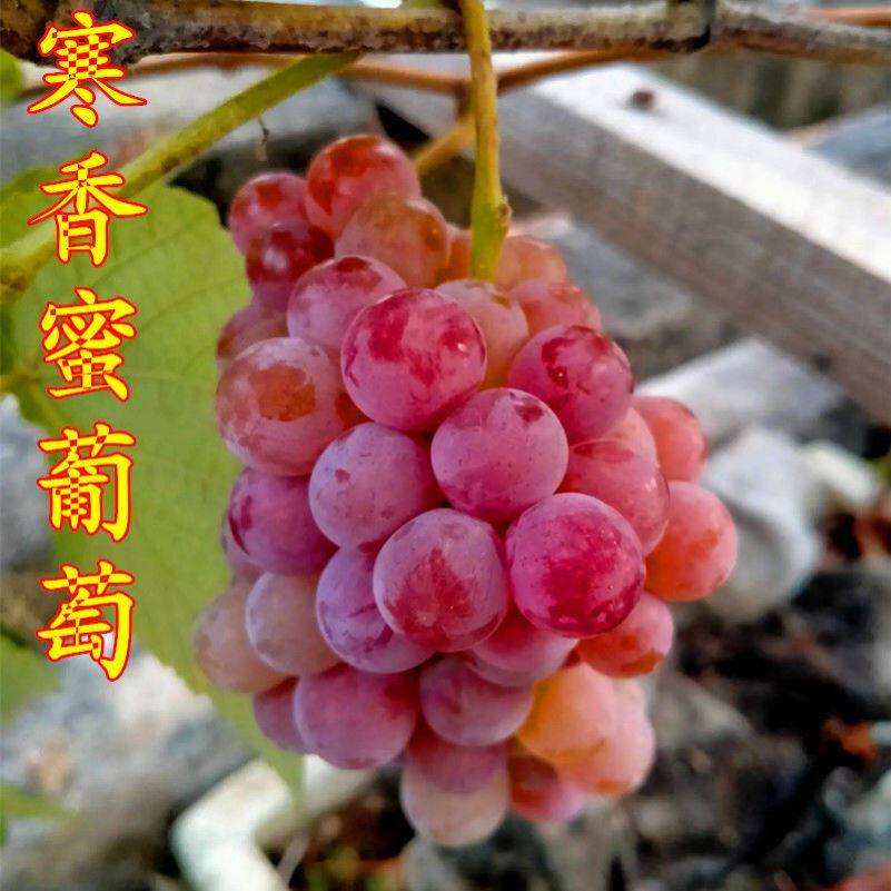 葡萄树苖寒香蜜无籽葡萄苗庭院盆栽地栽北南方种植当年结果果树苗