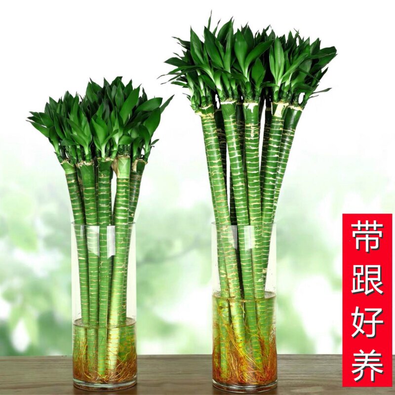 水培龙竹,水培竹,水培文竹_大山谷图库