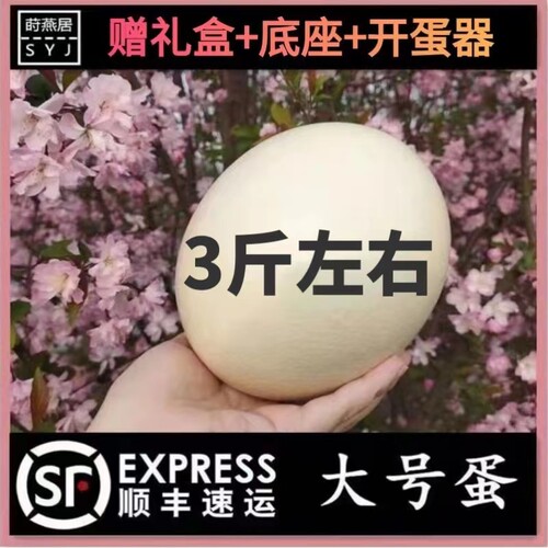 新鲜鸵鸟蛋大号顺丰可食用