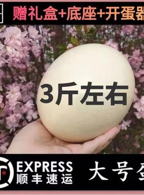 新鲜超大鸵鸟蛋顺丰包邮食用鸸鹋蛋立夏撞蛋蛋王可食用驼鸟蛋