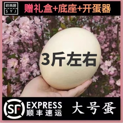 新鲜鸵鸟蛋大号顺丰可食用