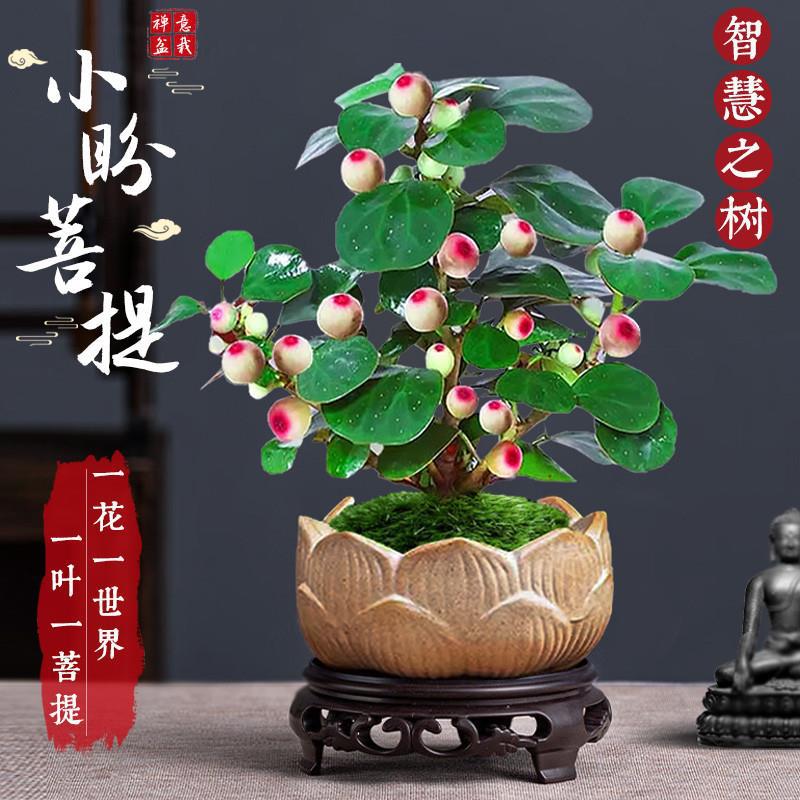 菩提树盆栽小盼景带果中