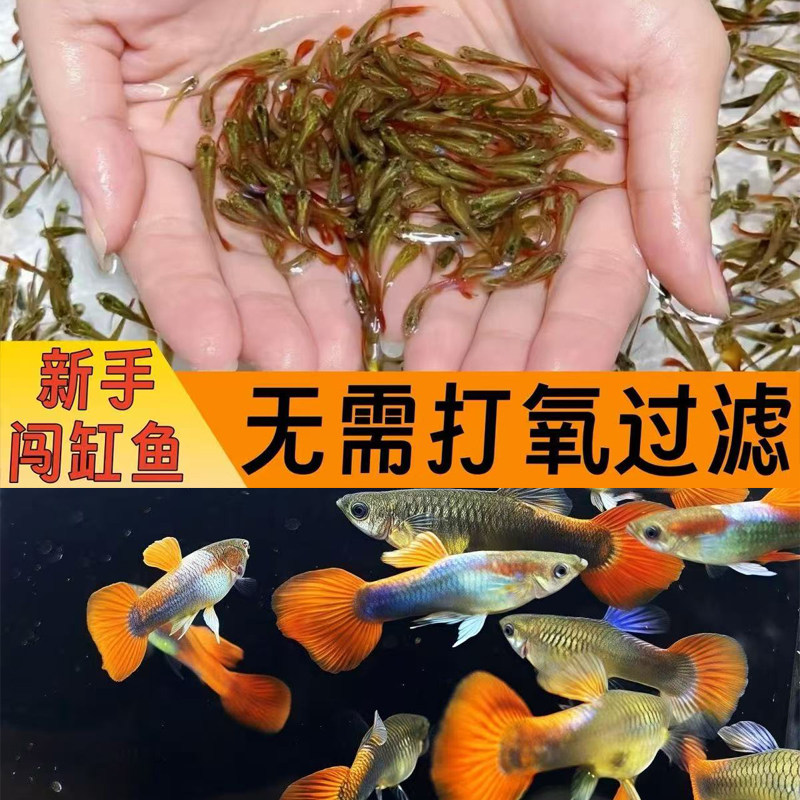 巴西小孔雀鱼繁殖观赏鱼小型鱼淡水热带鱼活体胎生鱼耐活好养