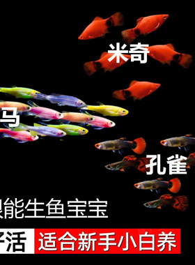 3种 斑马鱼米奇鱼孔雀鱼 胎生小型热带观赏鱼好养耐活淡水新手鱼