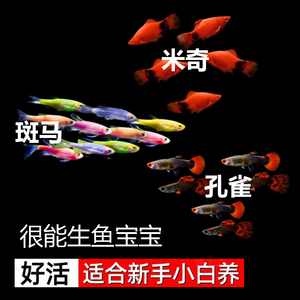 3种 斑马鱼米奇鱼孔雀鱼 胎生小型热带观赏鱼好养耐活淡水新手鱼