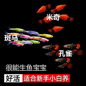 3种 斑马鱼米奇鱼孔雀鱼 胎生小型热带观赏鱼好养耐活淡水新手鱼