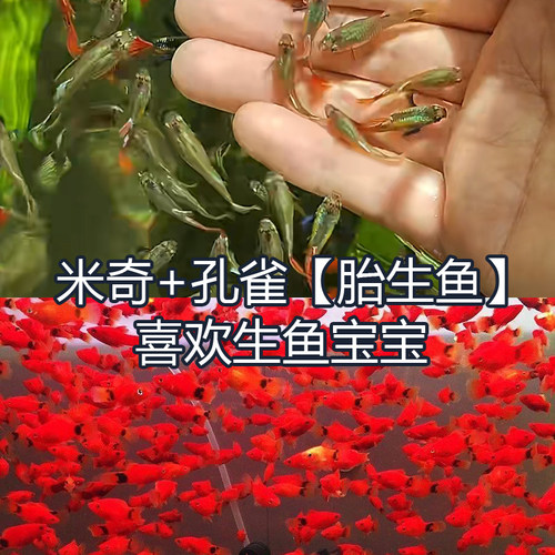 30条【孔雀+米奇 组合】 米奇鱼热带观赏鱼小型淡水鱼好养孔雀鱼