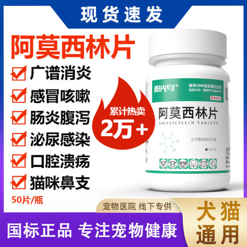 宠物用阿莫西林片消炎药