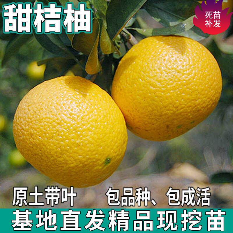 甜桔柚树苗南北方地栽盆庭图片