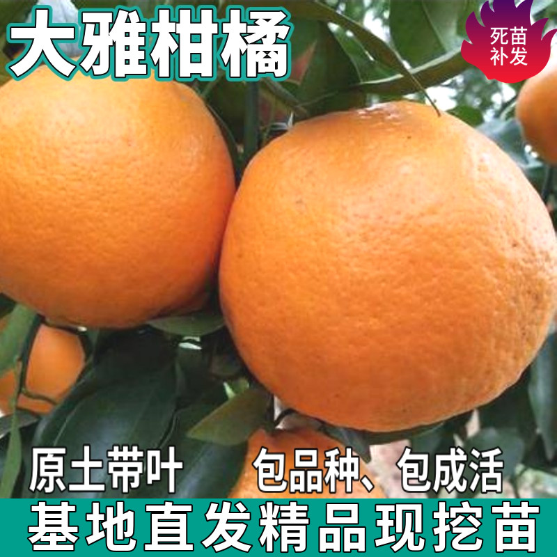 大雅柑橘树苗南北方地栽盆栽苗嫁接无籽四季甜桔子果树苗当年结果