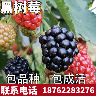 黑树莓苗南北方庭院地栽种植