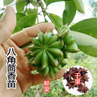 食用八角树树苗矮化八角苗八角树盆栽小苗八角茴香树苗南方种植苗