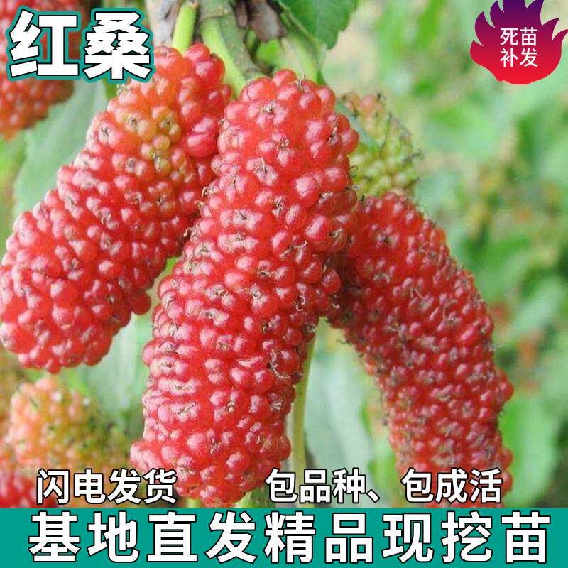 红桑葚苗树南北方盆栽地栽种植活苗特大苗嫁接桑葚果苗树当年结果