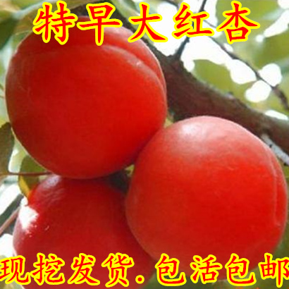 嫁接杏树苗 特早大红杏 508红杏苗嫁接 早熟红杏 当年结果树苗