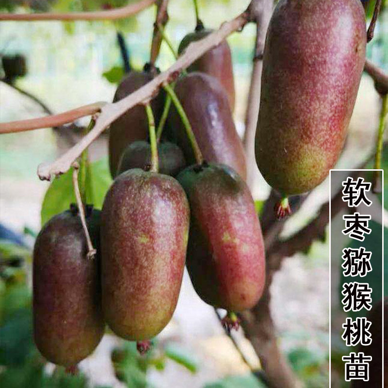 红心软枣猕猴桃苗大果南北方种盆栽地栽自花授粉软枣猕猴桃树果苗