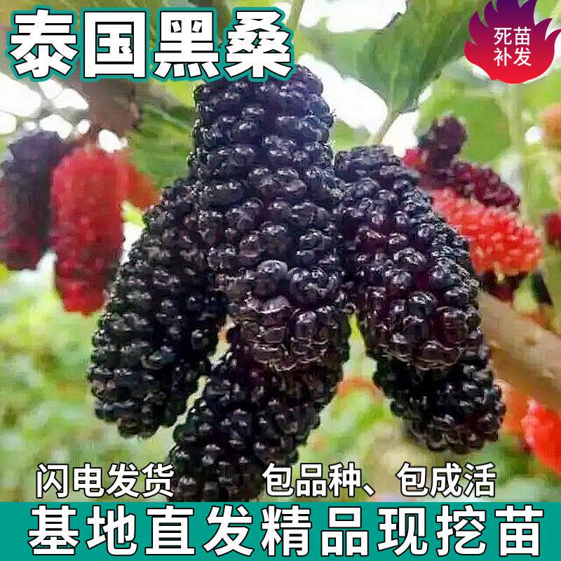 泰国黑桑葚树苗南北方盆栽地栽种植活苗特大嫁接桑葚树苗当年结果