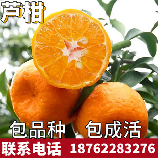 芦柑树苗南北方庭院地栽柑橘苗带土大树盆栽嫁接桔子果苗当年结果