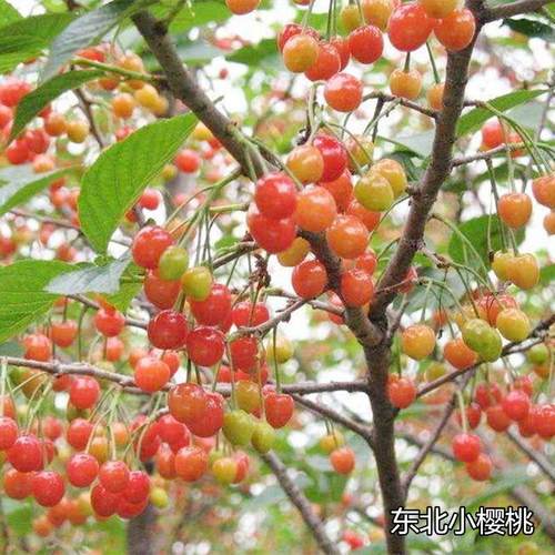 耐寒东北小樱桃野生山树苗南