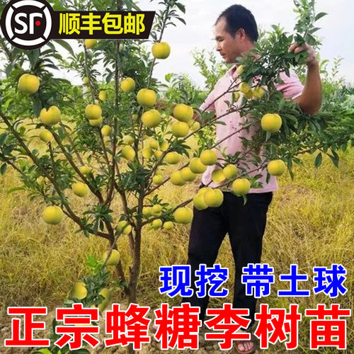 蜂糖李子树苗新品种嫁接特大