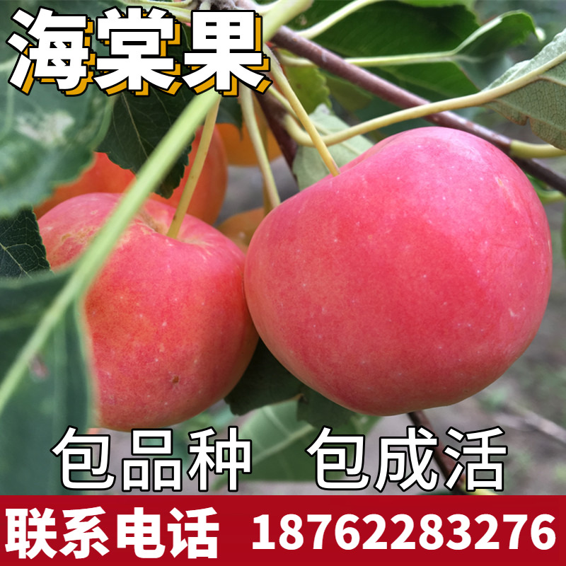 海棠果苗树沙123小苹红花南北