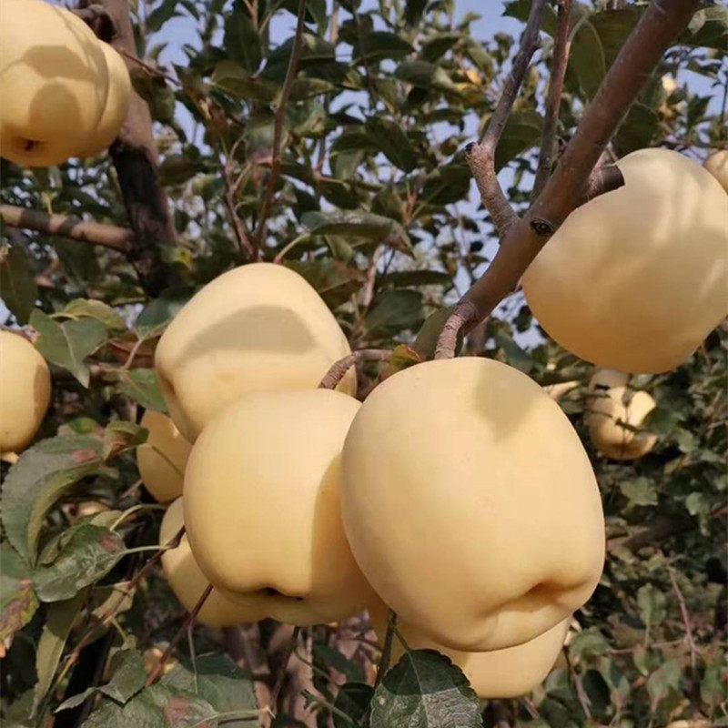嫁接特大黄元帅苹果树果苗面苹果树苗果树活苗南北方种植当年结果