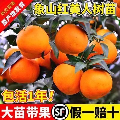 正宗象山红美人树苗爱媛28