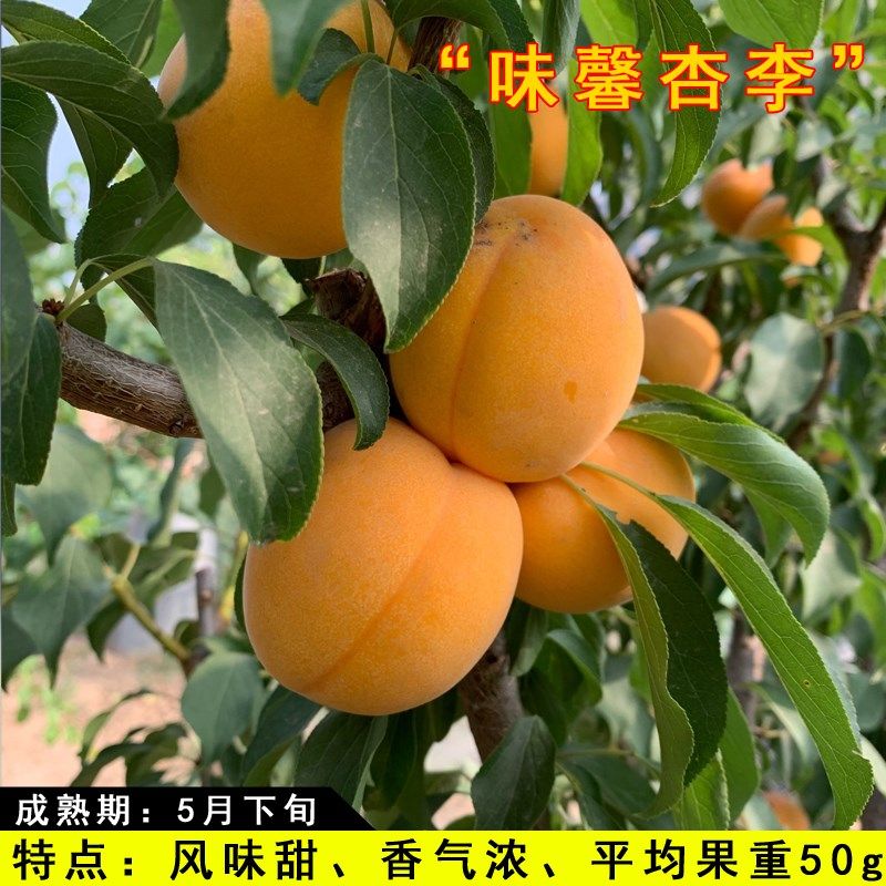 味馨杏李树苗嫁接特大晚熟青脆黑李西梅苗李子苗南北方种果树果苗