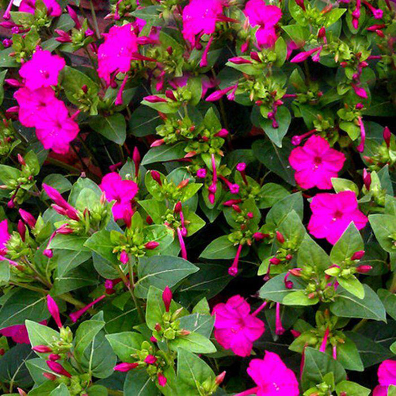 紫茉莉种子 地雷花鲜花籽紫色花草胭脂花宿根花卉多年生景观花海