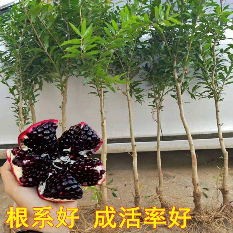 黑籽石榴苗 新品种石榴树苗果树苗南方北方种植盆栽地栽当年结果