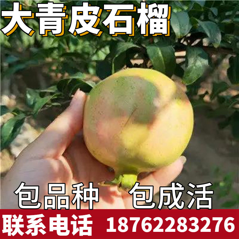 大青皮石榴树南北方庭院地栽种植大树苗盆景阳台盆栽嫁接当年结果