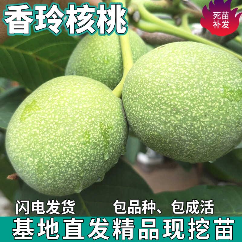 香玲核桃树苗南北方地栽庭院盆栽种植嫁接薄皮香甜果树苗当年结果