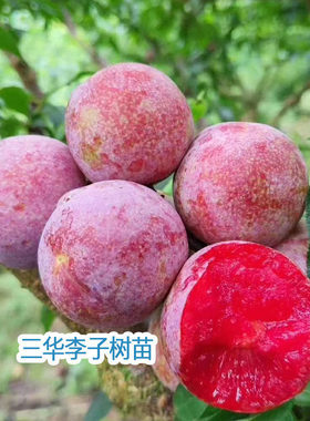 脱骨黄金奈三月脆红空心华李