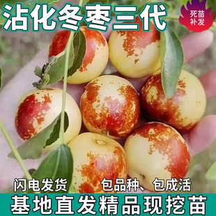沾化冬枣苗树三代活苗南北方盆栽地栽特大枣子嫁接果树苗当年结果