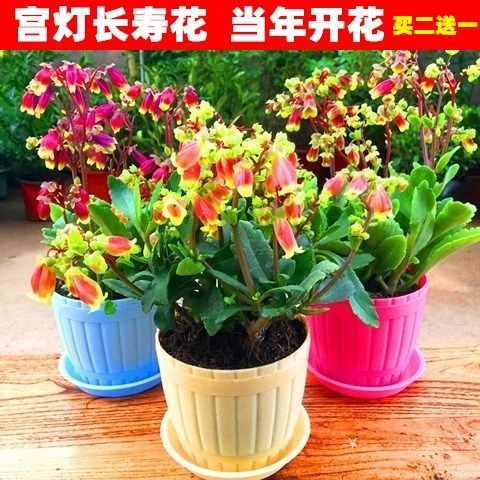 宫灯长寿花苗盆栽倒挂金钟灯笼花珍珠风铃红提灯室内阳台绿植盆栽 九块九特卖网 宫灯长寿花苗盆栽倒挂金钟灯笼花珍珠风铃红提灯室内阳台绿植盆栽 九块九特卖网