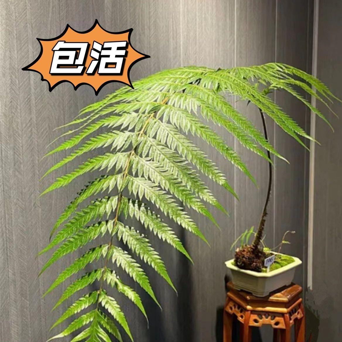 网红室内蕨类植物狗脊蕨一叶蕨盆景苔藓球金毛蕨中式老桩绿植盆栽