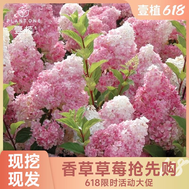 圆锥绣球香草草莓大苗石灰灯北极熊夏日美人绣球花卉庭院阳台盆栽