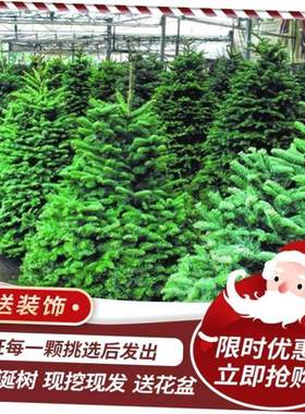 Real Christmas tree Norway spruce Real Christmas tree