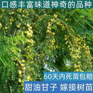 开花嫁接高产油牛甘子果树苗两季 结果 油甘果苗大果甜余甘果苗两季