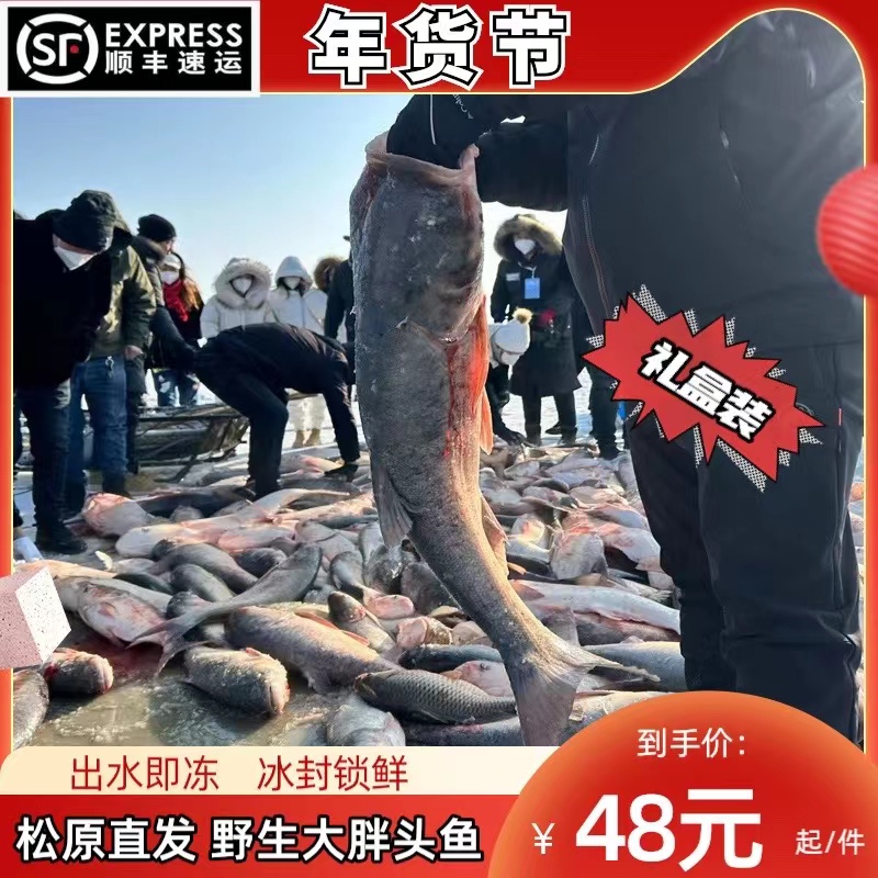冬捕胖头鱼礼盒装5－35斤