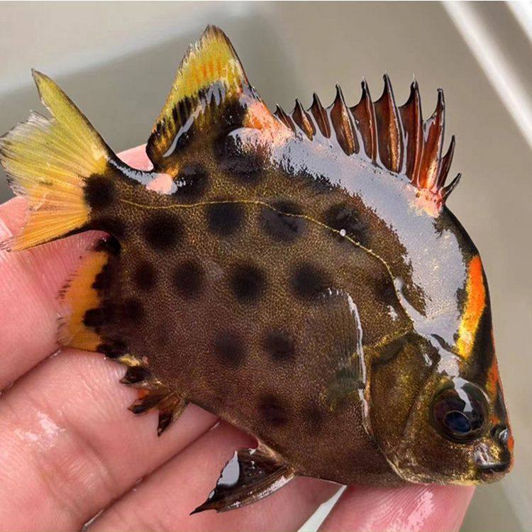 海水金鼓鱼银鼓鱼饲养入门水族群游宠物鱼豹点金钱鱼海水观赏鱼