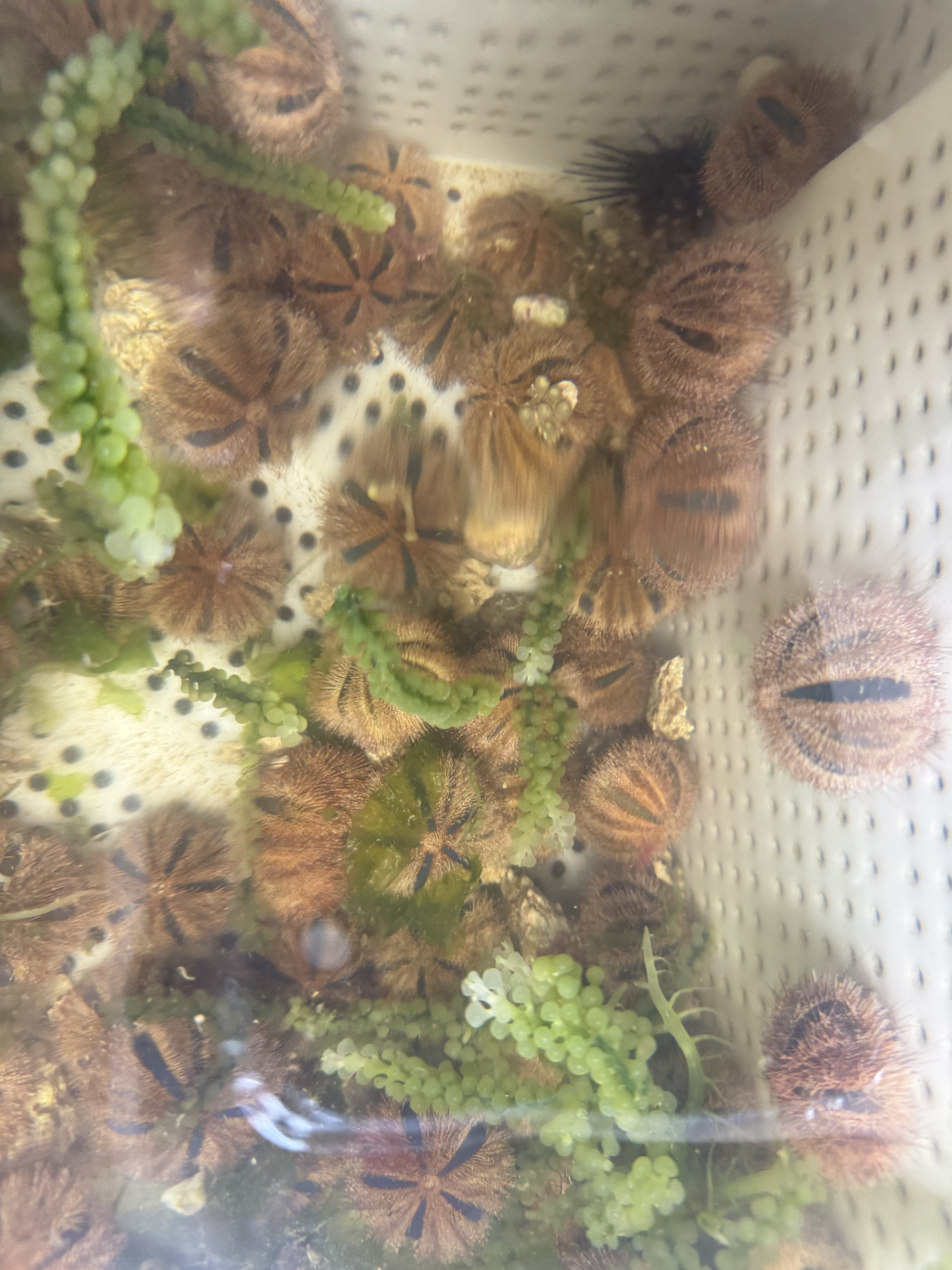 蓝礼服海胆珊瑚海水生物海缸造景观软体珊瑚新手易养活3-5cm