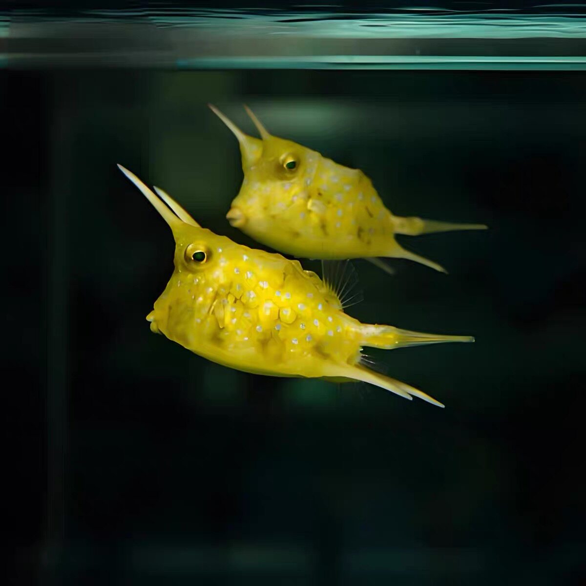 牛角鱼特殊牛角 木瓜迷你箱河鲀 木瓜海水鱼海洋观赏生物宠物