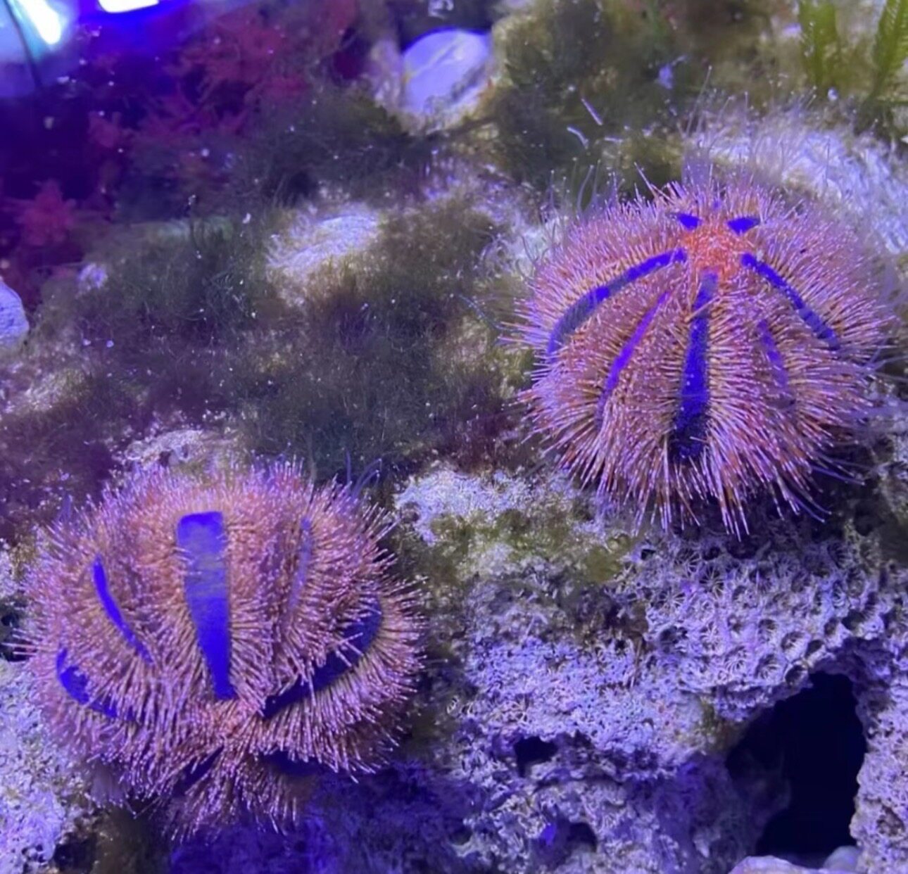 蓝礼服海胆珊瑚海水生物海缸造景观软体珊瑚新手易养活3-5cm