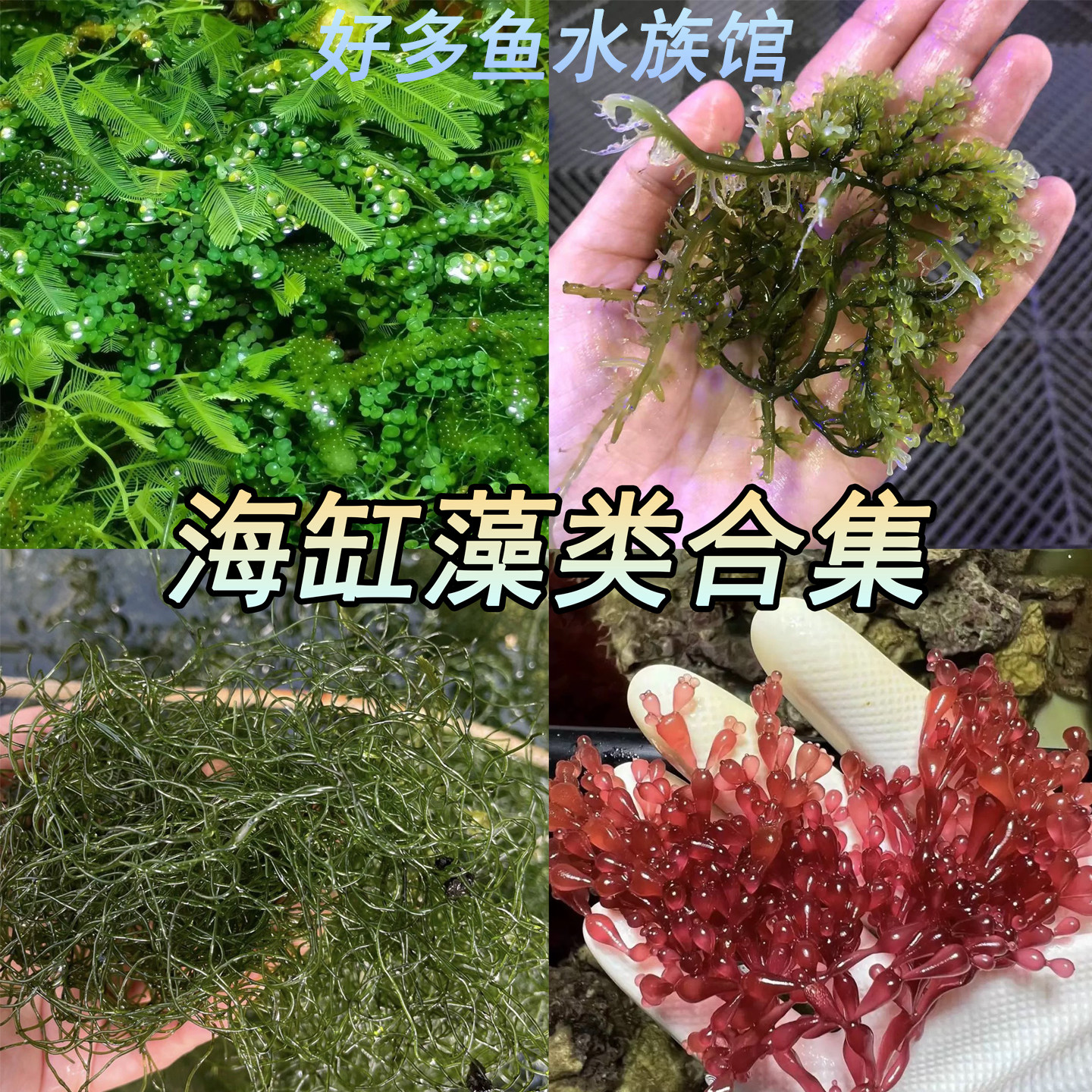 海藻高等藻绿葡萄藻钢丝羽毛鹿角造景去NO3 PO4净化水质海水海缸