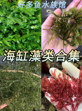 海藻高等藻绿葡萄藻钢丝羽毛鹿角造景去NO3 PO4净化水质海水海缸