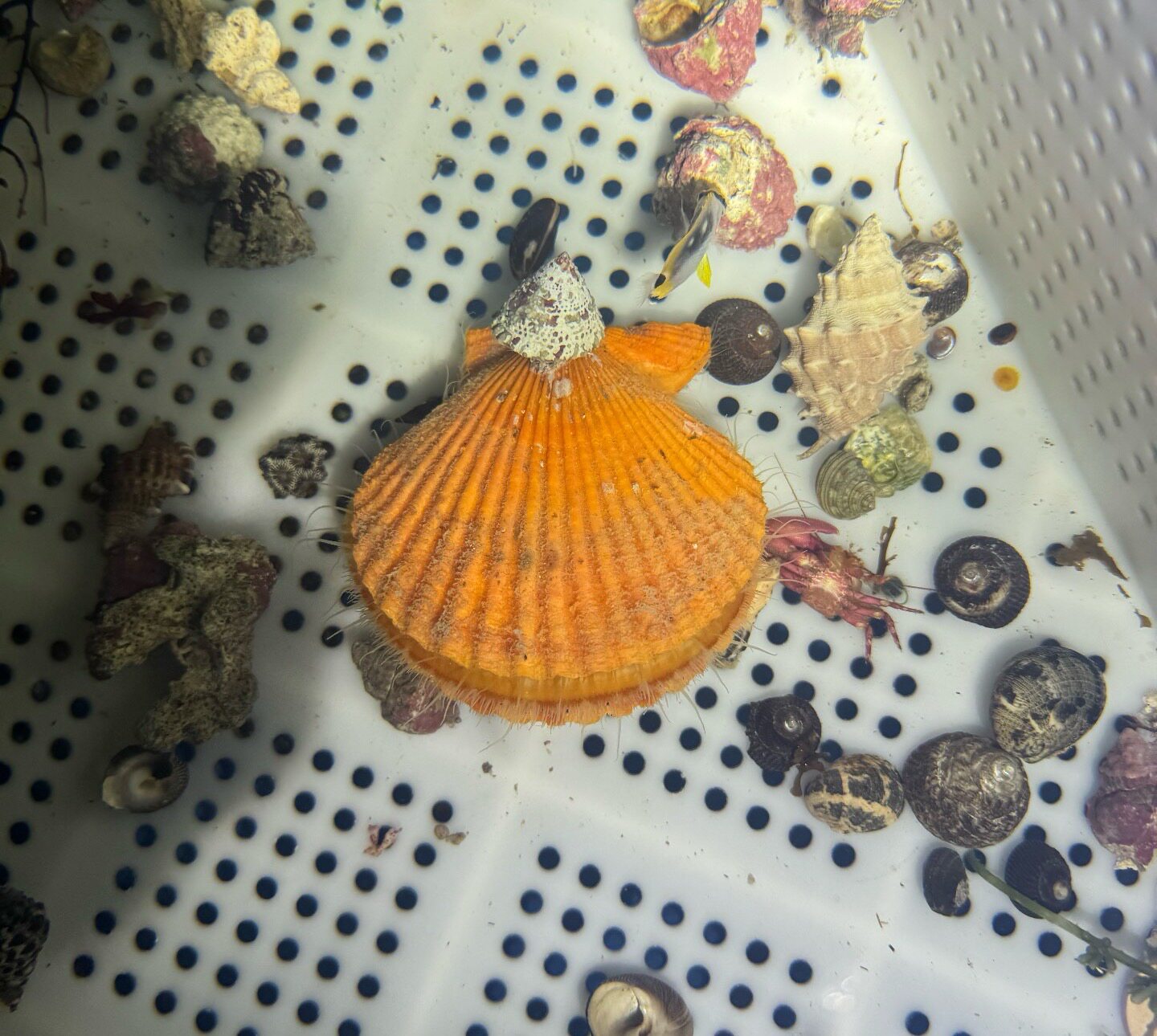 海洋生物黄金扇贝过滤水质海缸观赏扇贝养殖原生态滤食性生物易活