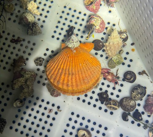 海洋生物黄金扇贝过滤水质海缸观赏扇贝养殖原生态滤食性生物易活