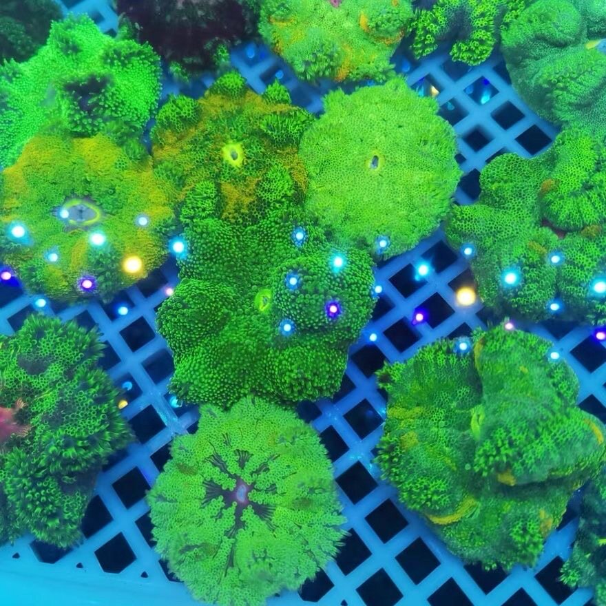 荧光活体地毯菇海葵珊瑚水族海水缸观赏软体易发色好养造景装饰