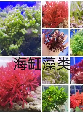 海缸海藻布景高等藻绿葡萄藻钢丝藻羽毛藻气泡去NO3 PO4净化水质