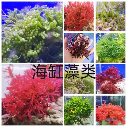 海缸海藻布景高等藻绿葡萄藻钢丝藻羽毛藻气泡去NO3 PO4净化水质